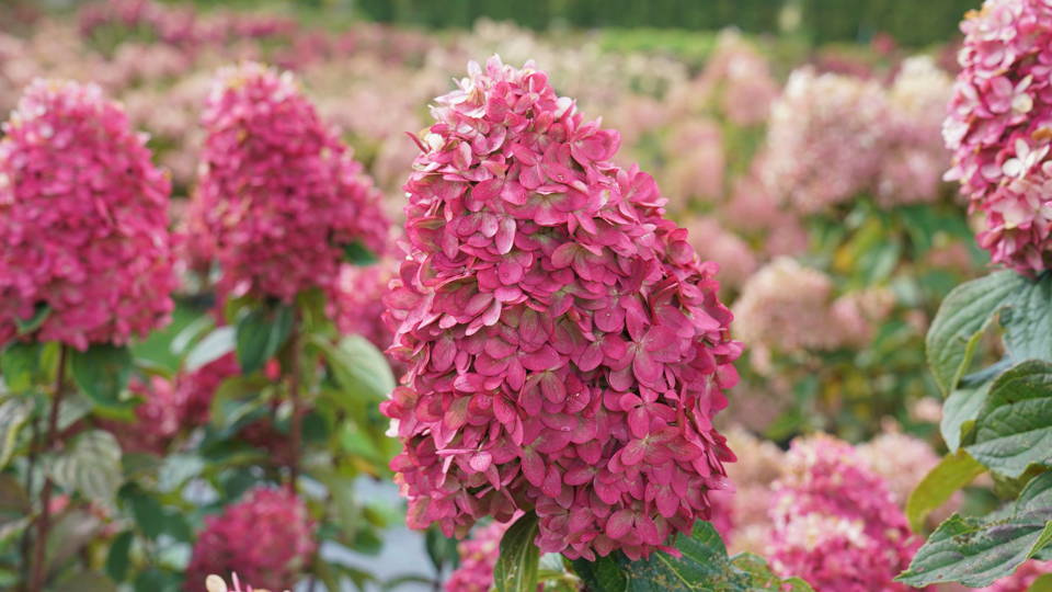 Choosing The Right Hydrangea for Your Garden